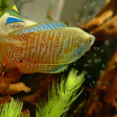 紅尾珍珠龍魚：紅尾珍珠龍魚在飼養過程中需要注意水質、水溫和食物等問題