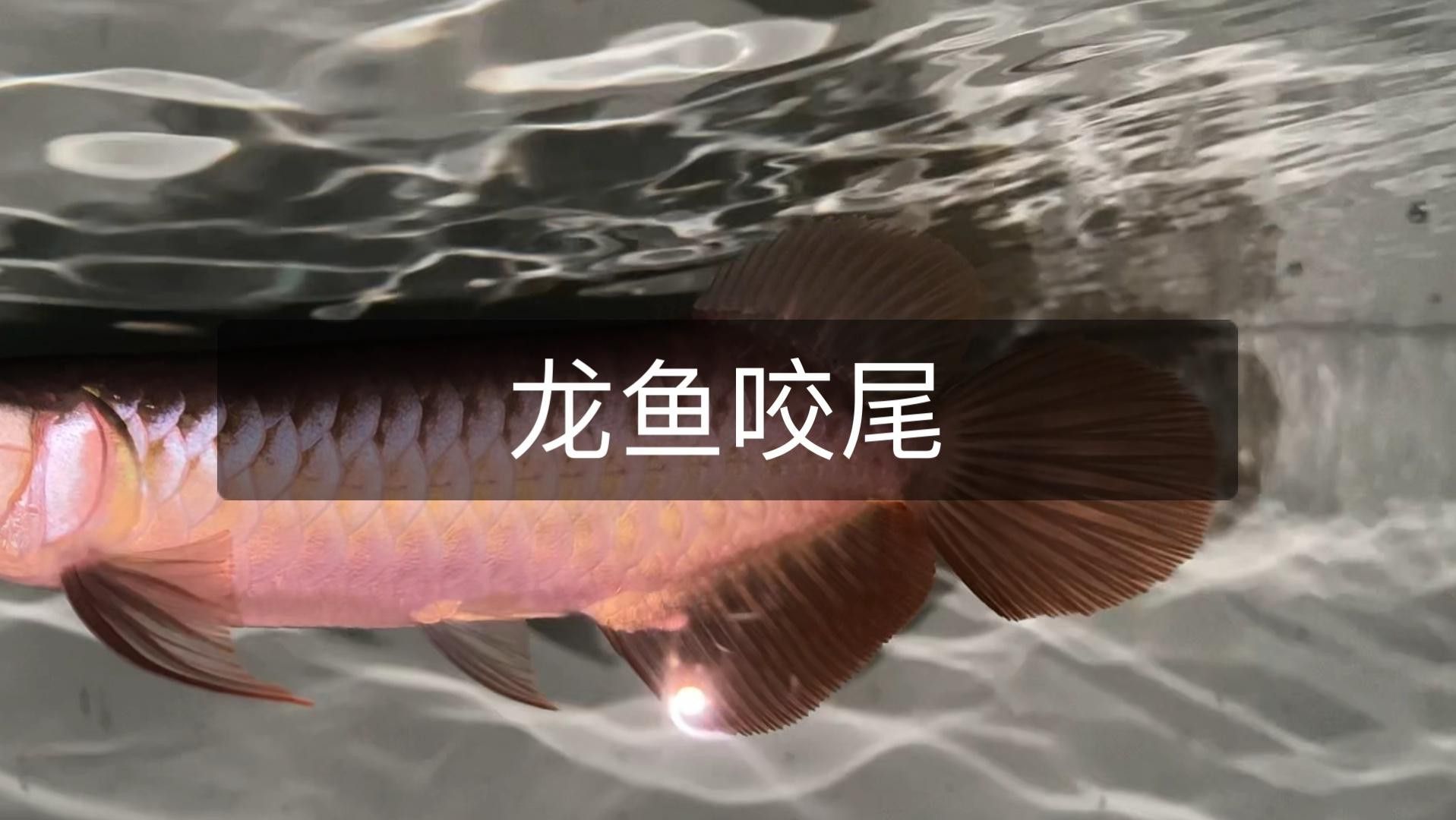 如何預防龍魚再次咬尾？