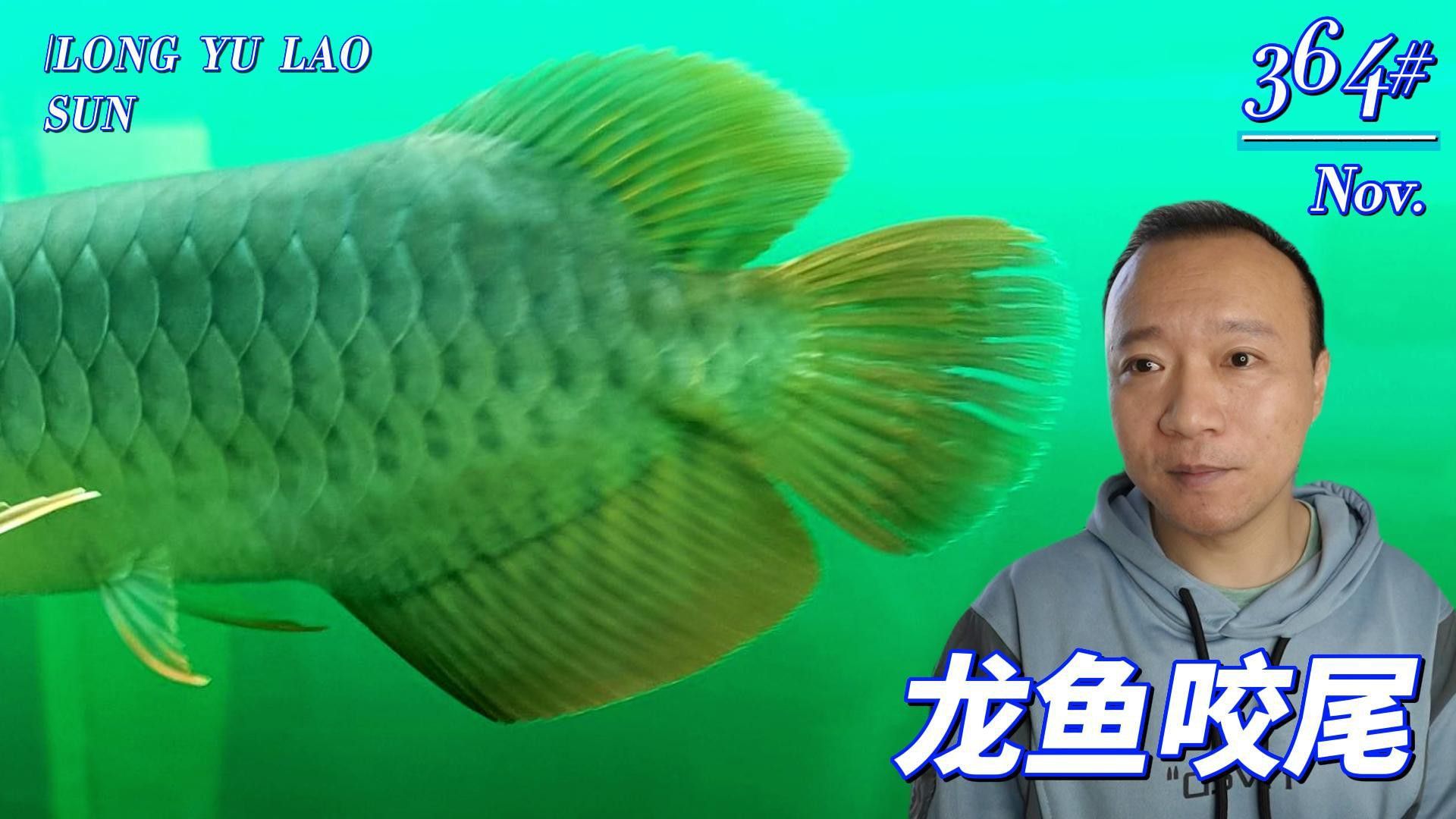 如何預防龍魚再次咬尾？