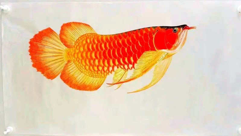 紅龍魚(yú)最佳觀賞年齡