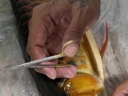 銀龍魚(yú)眼球掉了怎么辦