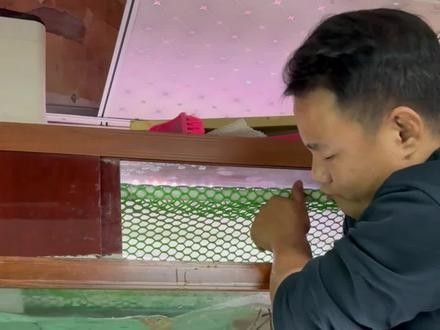 銀龍魚(yú)眼球掉了怎么辦