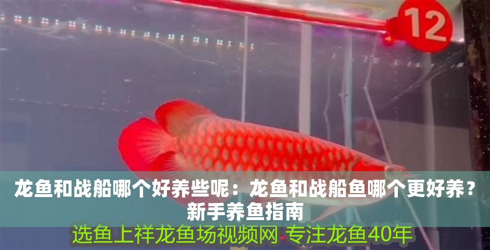 龍魚和戰船哪個好養些呢：龍魚和戰船魚哪個更好養？新手養魚指南