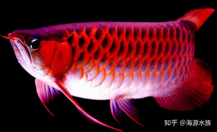 龍魚眼睛的大小（龍魚眼睛的大小并沒有一個固定標準，龍魚眼睛的大小并沒有一個固定的標準）