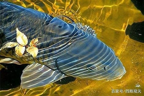 長尾龍鳳錦鯉的壽命有多長？ 長尾龍鳳錦鯉的壽命有多長？ 龍魚百科 第4張