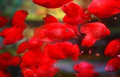 銀龍魚能和小金魚一起養嗎（銀龍魚和小金魚可以一起養嗎？） 銀龍魚能和小金魚一起養嗎（銀龍魚和小金魚可以一起養嗎？） 龍魚百科 第4張