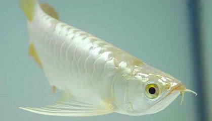 銀龍魚能和小金魚一起養嗎（銀龍魚和小金魚可以一起養嗎？） 銀龍魚能和小金魚一起養嗎（銀龍魚和小金魚可以一起養嗎？） 龍魚百科 第5張