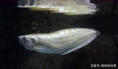 銀龍魚能和小金魚一起養嗎（銀龍魚和小金魚可以一起養嗎？） 銀龍魚能和小金魚一起養嗎（銀龍魚和小金魚可以一起養嗎？） 龍魚百科 第3張