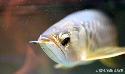 銀龍魚能和小金魚一起養嗎（銀龍魚和小金魚可以一起養嗎？） 銀龍魚能和小金魚一起養嗎（銀龍魚和小金魚可以一起養嗎？） 龍魚百科 第1張