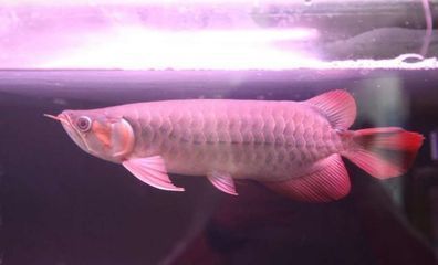 龍魚掉色怎么辦（如何處理龍魚掉色問題）