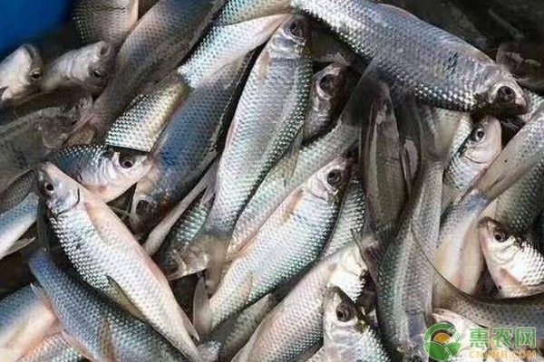 龍躉魚養殖需要多大的池塘？