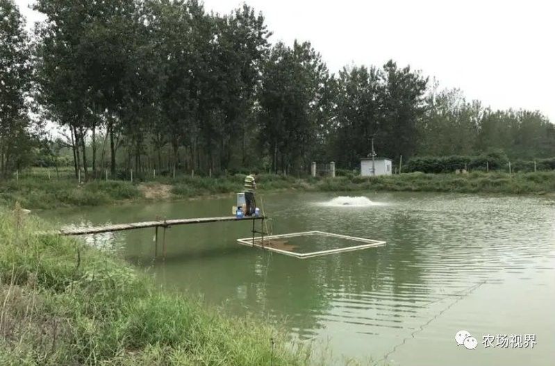 龍躉魚養殖需要多大的池塘？
