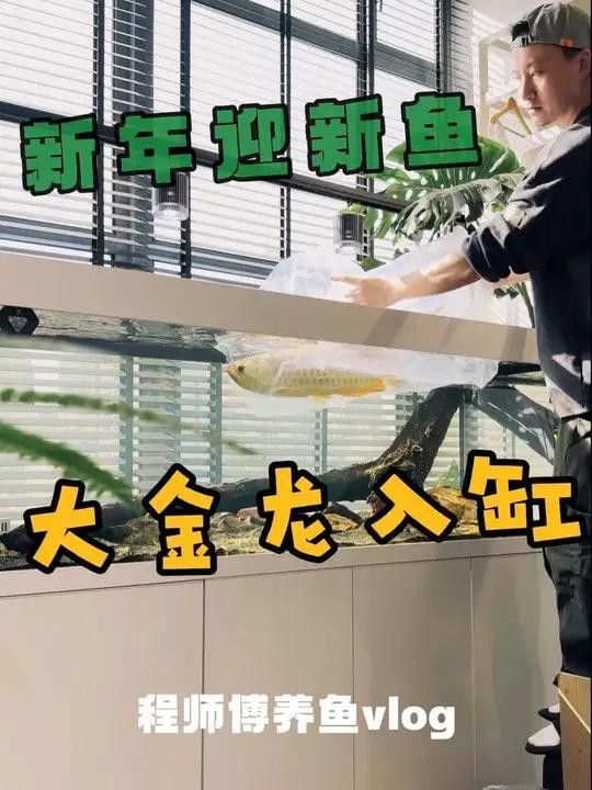 金龍魚翹頭和炮彈頭的市場價格