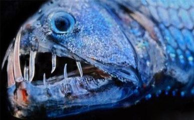 龍魚深海龍魚：深海龍魚是一種適應(yīng)了深海極端環(huán)境的生物 龍魚深海龍魚：深海龍魚是一種適應(yīng)了深海極端環(huán)境的生物 龍魚百科 第3張