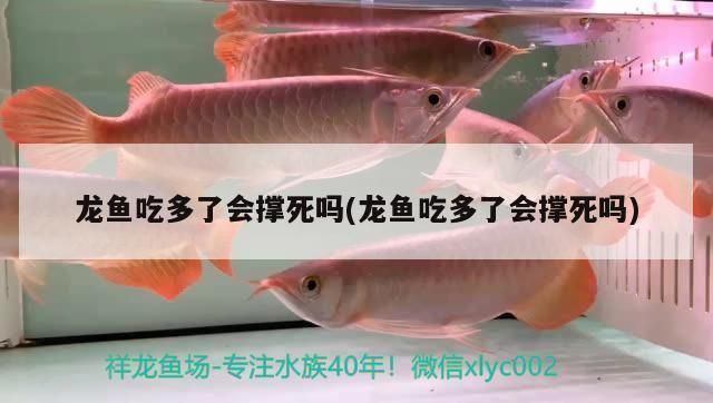 龍魚會吃撐死嗎（龍魚不會因為吃太多而撐死，過度喂食可能導致肥胖和其他健康問題）