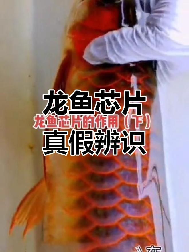 龍魚證書怎么查詢真假 龍魚證書怎么查詢真假 龍魚百科 第1張
