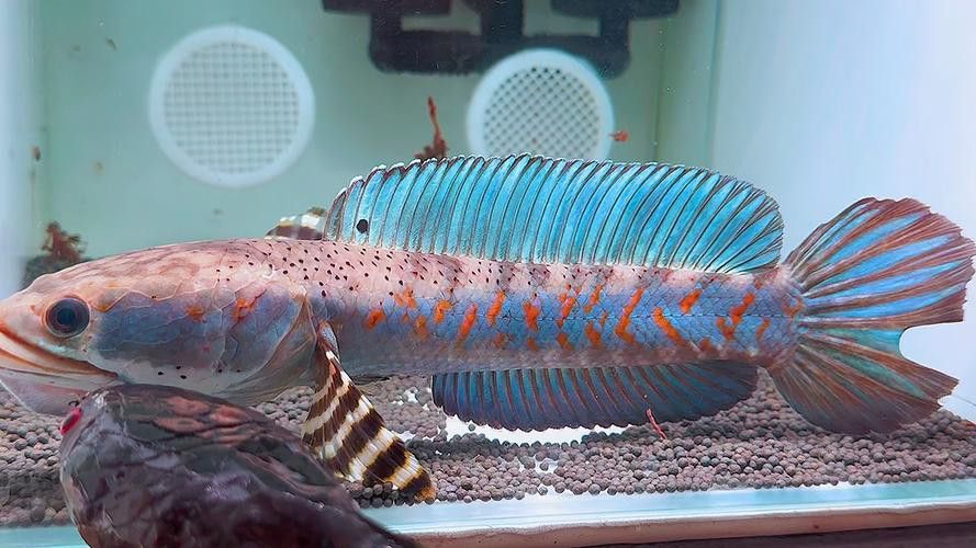 紅雷龍魚圖片欣賞大全