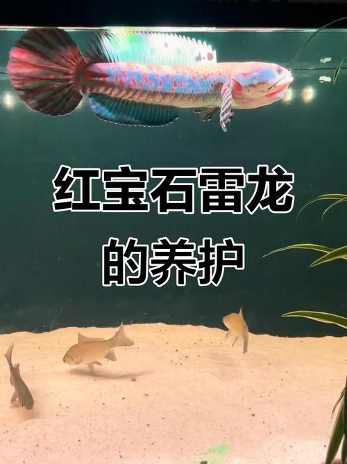 紅雷龍魚圖片欣賞大全