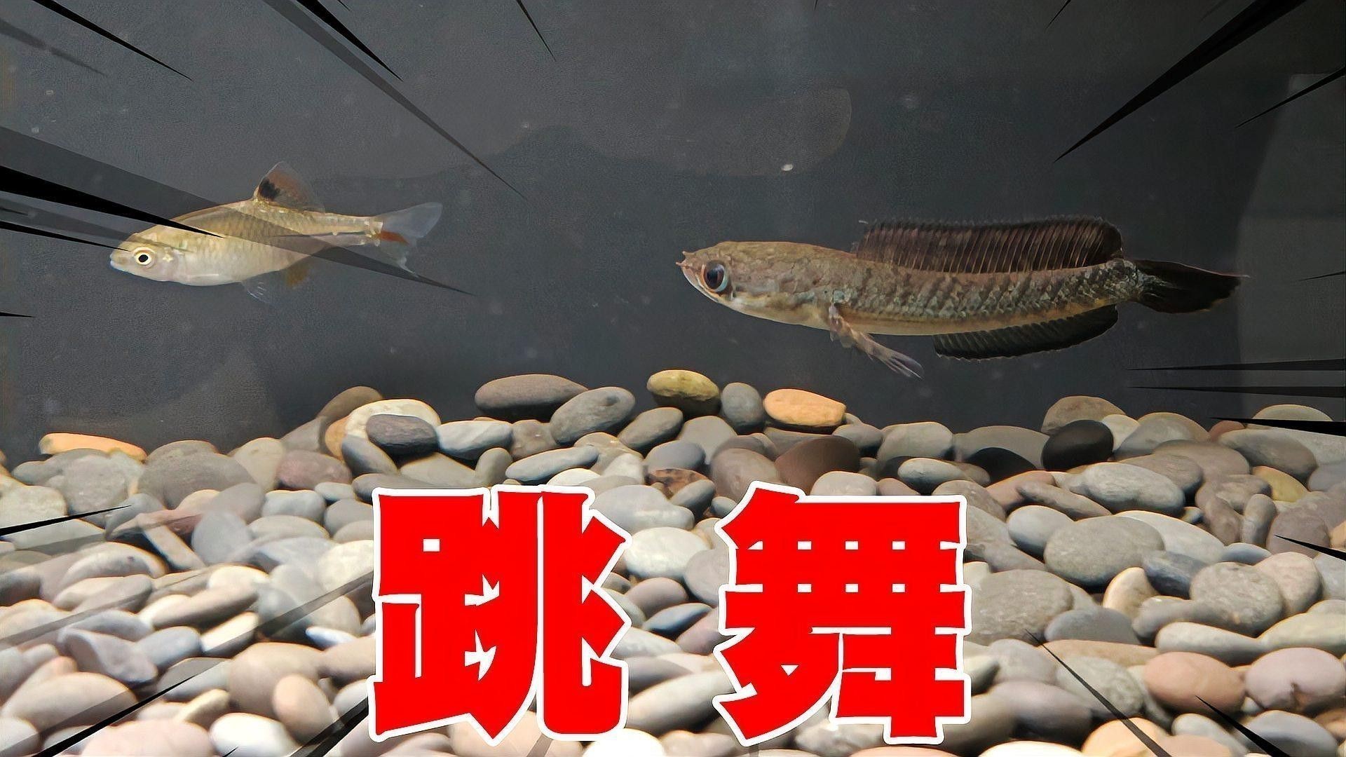 紅雷龍魚圖片欣賞大全