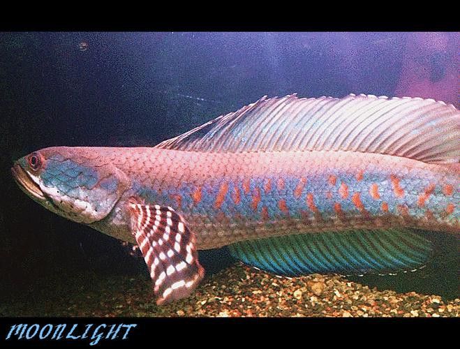 紅雷龍魚圖片欣賞大全