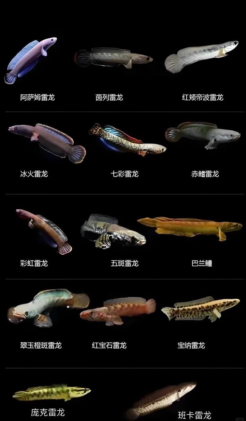 紅雷龍魚圖片欣賞大全