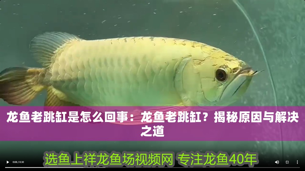 什么龍魚長不大或長的慢:有沒有長不大的龍魚品種魚? 龍魚百科 第1張 什么龍魚長不大或長的慢:有沒有長不大的龍魚品種魚? 什么龍魚長不大或長的慢:有沒有長不大的龍魚品種魚? 龍魚百科 第1張