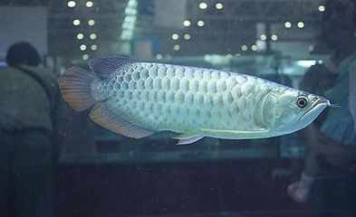 銀龍魚撞掉鱗多久可以復原
