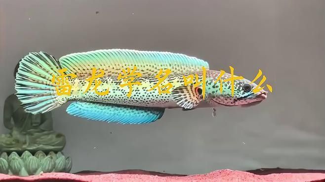 龍魚(yú)和雷龍魚(yú)的區(qū)別是什么意思