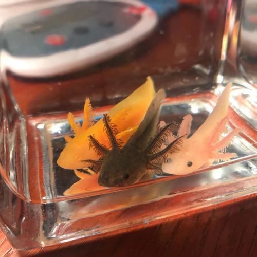 恐龍魚多少錢