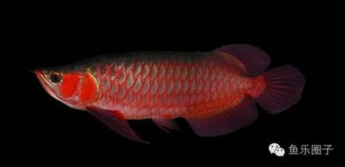 養(yǎng)龍魚數(shù)量與風(fēng)水：養(yǎng)龍魚數(shù)量與風(fēng)水之間的關(guān)系 養(yǎng)龍魚數(shù)量與風(fēng)水：養(yǎng)龍魚數(shù)量與風(fēng)水之間的關(guān)系 龍魚百科 第3張
