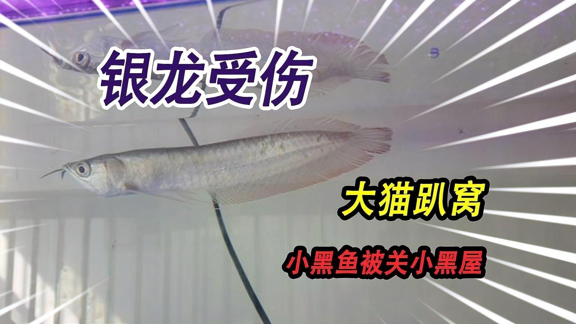 銀龍魚怎么養(yǎng)吃什么