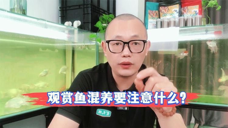 混養(yǎng)時需要注意哪些事項？ 混養(yǎng)時需要注意哪些事項？ 龍魚百科 第2張