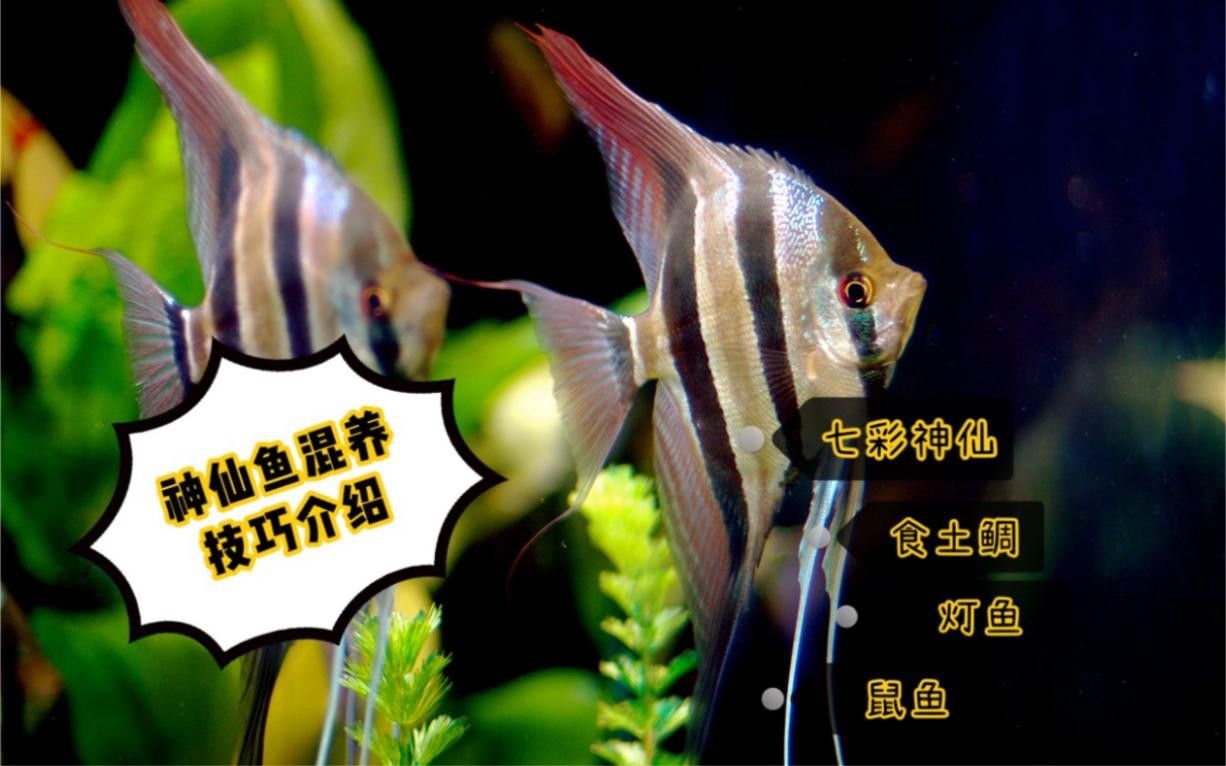 混養(yǎng)時需要注意哪些事項？ 混養(yǎng)時需要注意哪些事項？ 龍魚百科 第7張