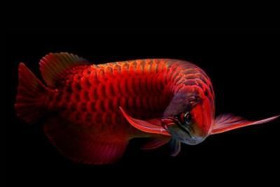 紅龍魚三十公分一升金色我懷疑是金融【如何判斷紅龍魚是否涉一升金色問題】