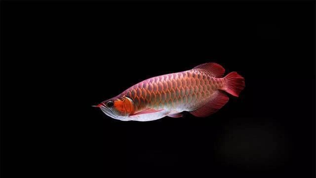 龍魚過缸怎樣處理魚食：龍魚過缸后的最佳喂食時間，龍魚過缸后水質管理技巧