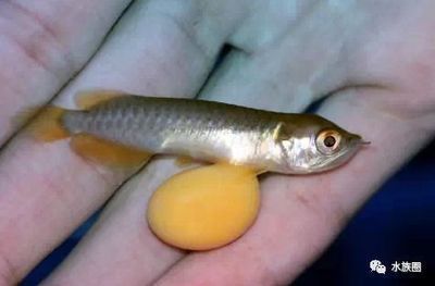 龍魚屎正常是什么樣的顏色：龍魚屎正常是什么顏色 龍魚屎正常是什么樣的顏色：龍魚屎正常是什么顏色 龍魚百科 第1張