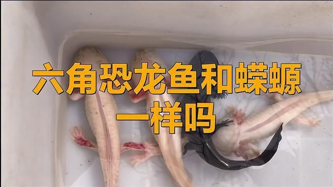 如何區分六角龍魚和蠑螈？ 如何區分六角龍魚和蠑螈？ 龍魚百科 第2張