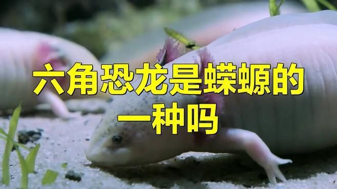 如何區分六角龍魚和蠑螈？ 如何區分六角龍魚和蠑螈？ 龍魚百科 第1張