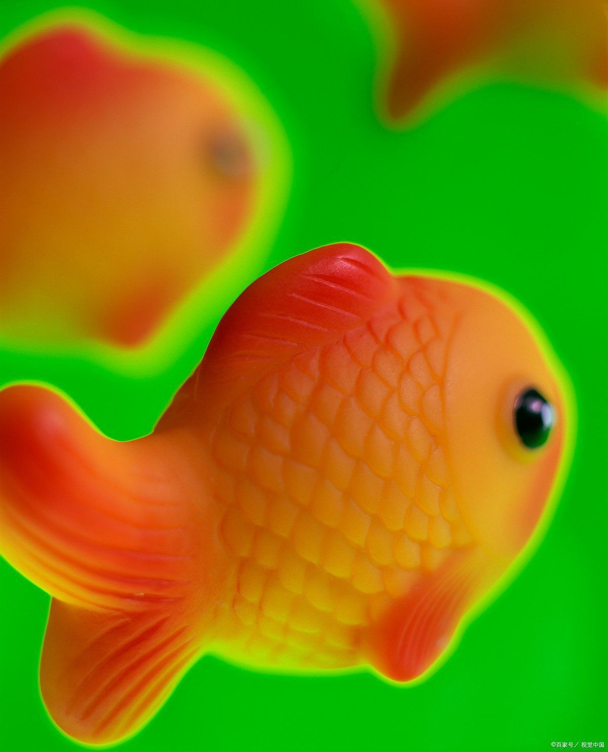 如何區分六角龍魚和蠑螈？ 如何區分六角龍魚和蠑螈？ 龍魚百科 第3張