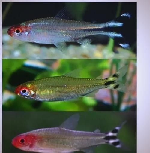 雷龍魚和什么魚混養好看一點