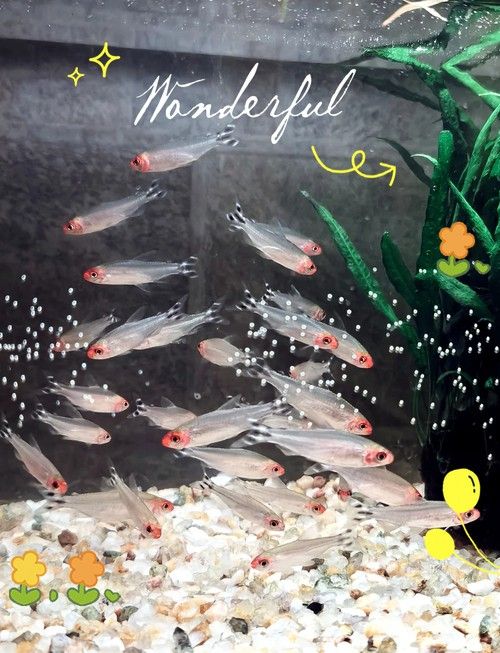 雷龍魚和什么魚混養好看一點