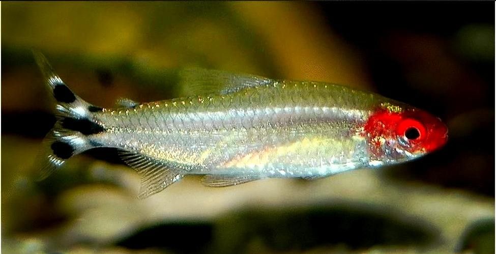 雷龍魚和什么魚混養好看一點
