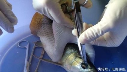 龍魚做掉眼手術注意什么問題：龍魚掉眼手術成功率是多少龍魚掉眼手術的成功率是多少