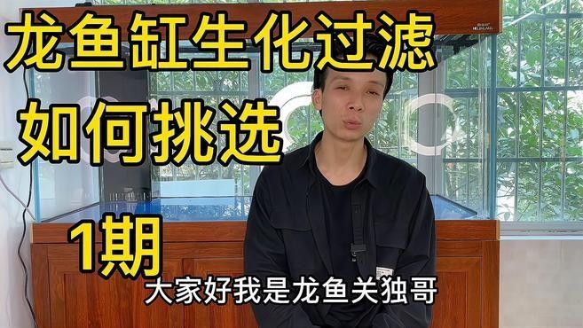 龍魚需要多大的過濾系統？ 龍魚需要多大的過濾系統？ 龍魚百科 第1張