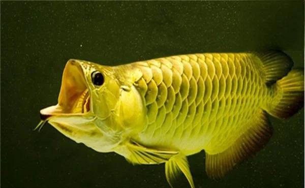 金龍魚跳缸后多久會死 金龍魚跳缸后多久會死 龍魚百科 第5張