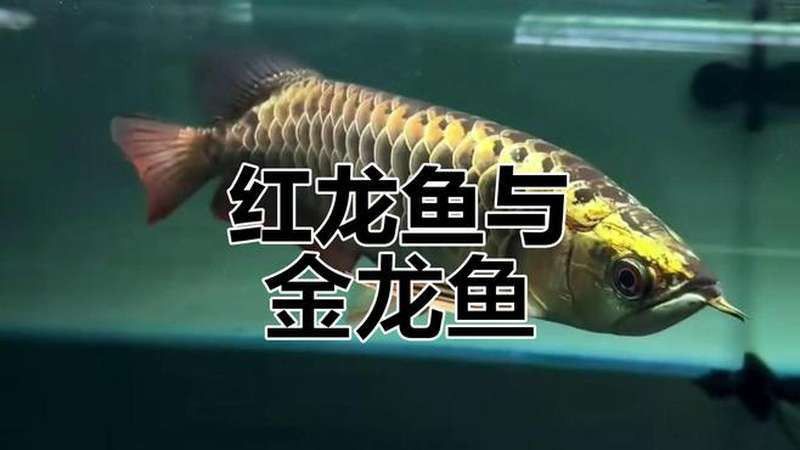 養紅龍魚視頻講座圖片 養紅龍魚視頻講座圖片 龍魚百科 第3張