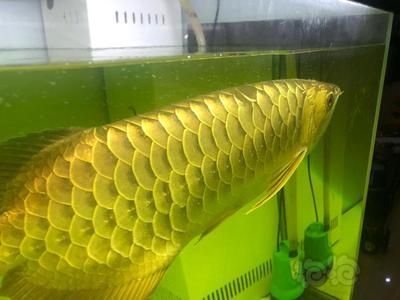龍魚水溫32度可以嗎（龍魚可以在32度的水溫下生長嗎？） 龍魚水溫32度可以嗎（龍魚可以在32度的水溫下生長嗎？） 龍魚百科 第4張