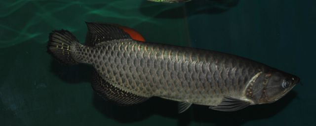 龍魚水溫32度可以嗎（龍魚可以在32度的水溫下生長嗎？） 龍魚水溫32度可以嗎（龍魚可以在32度的水溫下生長嗎？） 龍魚百科 第2張