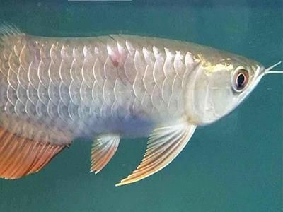 龍魚水溫32度可以嗎（龍魚可以在32度的水溫下生長嗎？） 龍魚水溫32度可以嗎（龍魚可以在32度的水溫下生長嗎？） 龍魚百科 第5張
