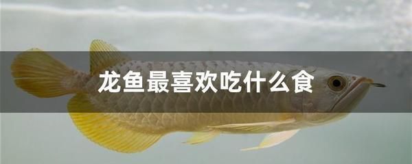 給龍魚喂活食物如何處理好：飼養龍魚的注意事項 給龍魚喂活食物如何處理好：飼養龍魚的注意事項 龍魚百科 第2張